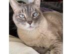 Adopt Dobby a Cream or Ivory (Mostly) Siamese / Mixed (short coat) cat in