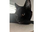 Adopt Eli a All Black Domestic Mediumhair / Mixed (medium coat) cat in Santa Fe