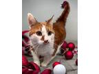 Adopt Cat-Cat a Orange or Red Domestic Shorthair / Domestic Shorthair / Mixed