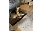 Adopt Luna a Gray/Silver/Salt & Pepper - with White German Shepherd Dog / Husky