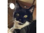Adopt Butternutt a All Black Domestic Shorthair / Domestic Shorthair / Mixed cat