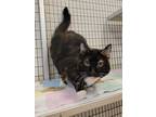 Adopt Mittens a All Black Domestic Shorthair / Domestic Shorthair / Mixed cat in