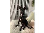 Adopt Saske a Black - with White Greyhound / Labrador Retriever / Mixed dog in