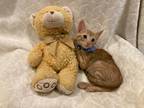 Adopt Opie Taylor a Orange or Red Tabby Domestic Shorthair (short coat) cat in