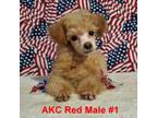 Poodle (Toy) Puppy for sale in Dandridge, TN, USA