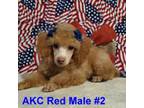 Poodle (Toy) Puppy for sale in Dandridge, TN, USA