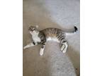Adopt Roman a Brown Tabby Domestic Shorthair / Mixed (short coat) cat in