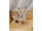 Adopt Fable a Orange or Red Domestic Shorthair / Domestic Shorthair / Mixed cat