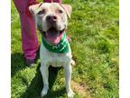 Adopt Blippi a White American Pit Bull Terrier / Mixed dog in Worcester