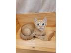 Adopt Fleck a Orange or Red Domestic Shorthair / Domestic Shorthair / Mixed cat