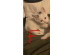 Adopt Hailey’s Squash a White Domestic Shorthair / Mixed (short coat) cat in