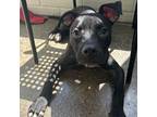 Adopt Framboise a Black Pit Bull Terrier / Mixed dog in Mission, KS (38707629)