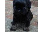 Brussels Griffon Puppy for sale in Gurley, AL, USA