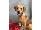 Adopt Ruby a Red/Golden/Orange/Chestnut Mixed Breed (Medium) / Mixed dog in