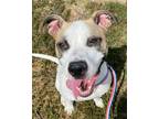 Adopt Bailey a White Boxer / American Staffordshire Terrier / Mixed dog in