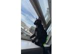 Adopt Indy a Tortoiseshell Domestic Shorthair / Mixed (short coat) cat in