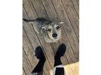 Adopt Pepper a Gray/Blue/Silver/Salt & Pepper Mutt / Terrier (Unknown Type