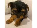 Mutt Puppy for sale in Houston, TX, USA