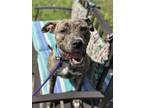 Adopt Romy 28 a Brown/Chocolate American Pit Bull Terrier / Mixed dog in