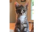 Adopt Caleb a Gray or Blue Domestic Shorthair / Domestic Shorthair / Mixed cat