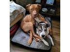 Adopt Charles a Red/Golden/Orange/Chestnut Pit Bull Terrier / Vizsla / Mixed dog