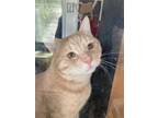 Adopt George a Orange or Red Domestic Shorthair / Domestic Shorthair / Mixed cat