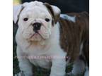 Bulldog Puppy for sale in Erie, KS, USA