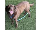 Adopt Seamus a Brown/Chocolate Labrador Retriever / Mixed Breed (Large) / Mixed