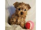 Yorkshire Terrier Puppy for sale in Cleburne, TX, USA