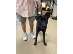 Adopt Post Malone a Black German Shepherd Dog / Mixed dog in Fort Worth