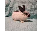 Adopt Brunswick a Dutch / Mixed rabbit in Jacksonville, FL (38714719)