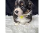 Pembroke Welsh Corgi Puppy for sale in Lancaster, PA, USA