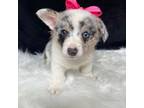 Pembroke Welsh Corgi Puppy for sale in Lancaster, PA, USA