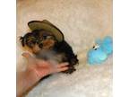 Yorkshire Terrier Puppy for sale in Warrensburg, MO, USA