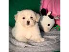 Maltipoo Puppy for sale in Godwin, NC, USA