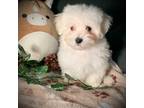 Maltese Puppy for sale in Godwin, NC, USA