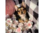 Chihuahua Puppy for sale in Godwin, NC, USA