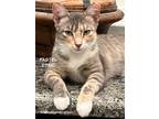 Adopt Pastel a Domestic Shorthair / Mixed (short coat) cat in Spring