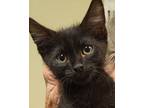 Adopt Moe a All Black Domestic Shorthair (short coat) cat in Grayslake