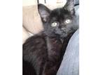 Adopt Mavis a All Black Domestic Shorthair / Mixed (short coat) cat in