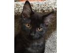 Adopt Stefano a All Black Domestic Mediumhair (medium coat) cat in Grayslake