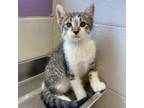 Adopt Sully a Gray or Blue Domestic Shorthair / Mixed cat in Tuscaloosa