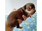 Chihuahua Puppy for sale in Emory, TX, USA