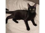 Adopt Aaron a All Black Domestic Shorthair / Mixed cat in St.Jacob