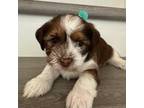 Shorkie Tzu Puppy for sale in Denver, CO, USA