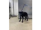 Adopt Alyssa a Black Labrador Retriever / Mixed dog in Fort Worth, TX (38848241)