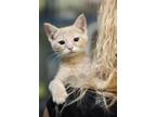 Adopt MK-Akari a Domestic Shorthair / Mixed (short coat) cat in Crandon