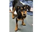 Adopt Madison a Black Dachshund / Mixed dog in Philadelphia, PA (38716368)