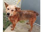 Adopt Tasso a Red/Golden/Orange/Chestnut Australian Cattle Dog / Blue Heeler /