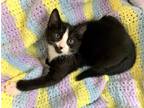 Adopt Archie a Black & White or Tuxedo Domestic Shorthair (short coat) cat in